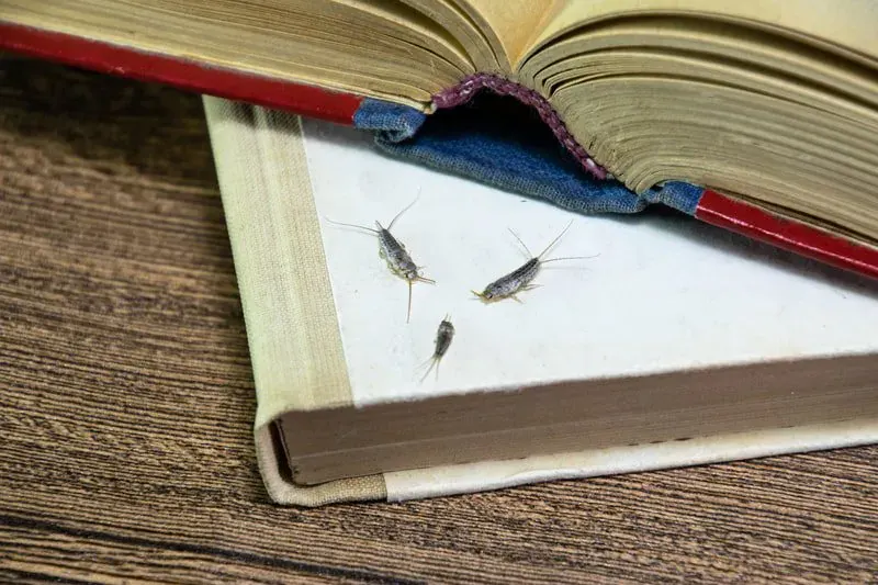 How We Treat Silverfish